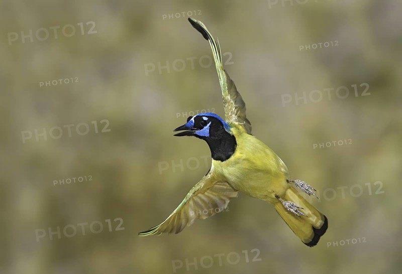 Green Jay (Cyanocorax luxuosus) flying, Texas, USA