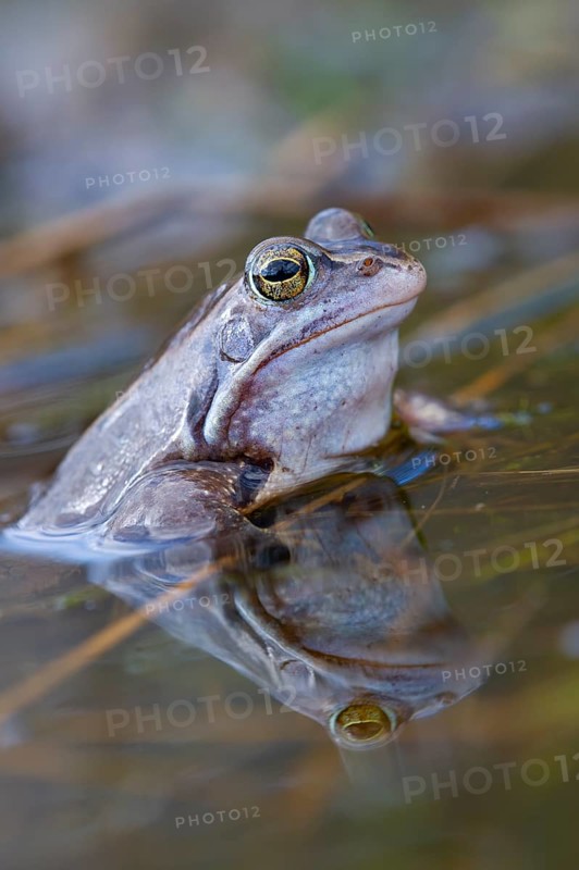 Blue moor frog (Rana arvalis) mating in the moor, Goldenstedter Moor, Lower Saxony, Germany