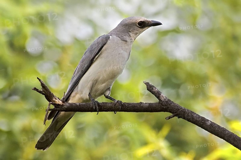 White-bellied Cuckooshrike (Coracina papuensis), Northern Territory, Australia