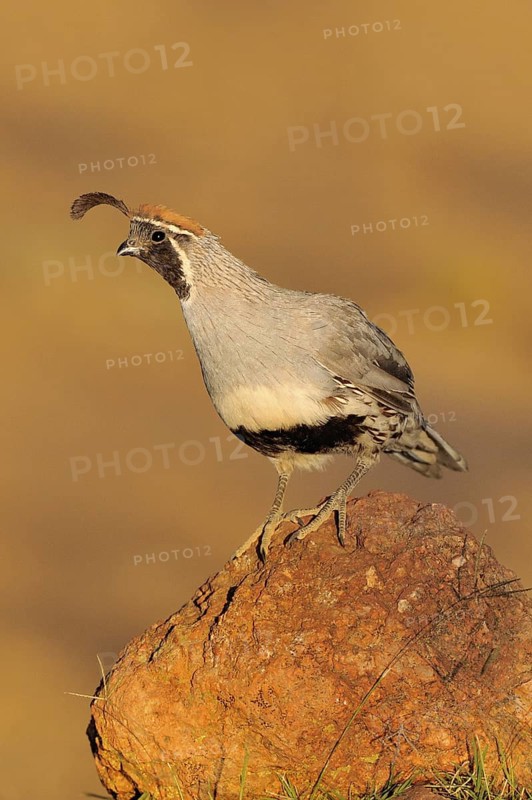 Gambel's Quail (Callipepla gambelii) male, Arizona, USA