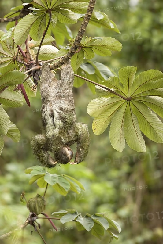 A three-toed sloth shakes off the Azteca ants attacking it while it feeds on the leaves of a Cecropia tree near the Arenal Volcano