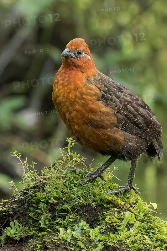 Chestnut Wood-quail (Odontophorus hyperythrus) perched on a branch in Colombia, South America