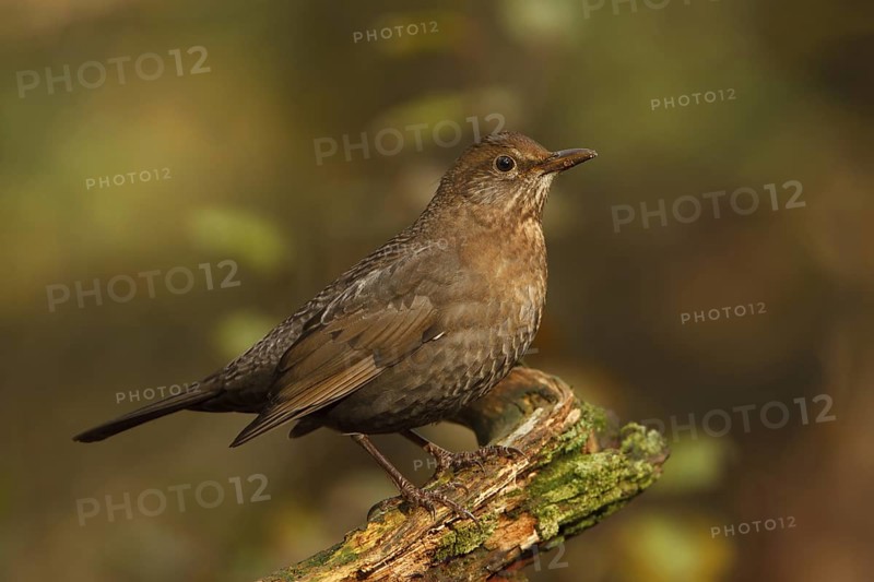 Common Blackbird (Turdus merula) female, Utrecht, Netherlands