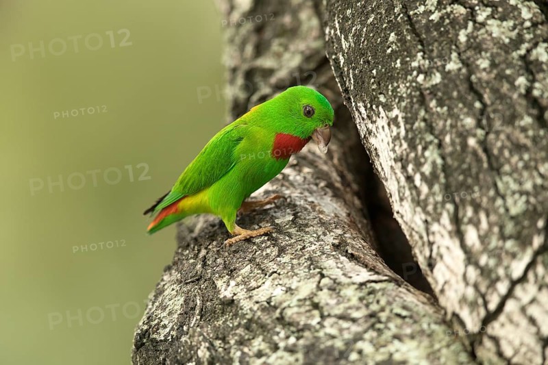Blue-crowned Hanging Parrot (Loriculus galgulus) male, Singapore