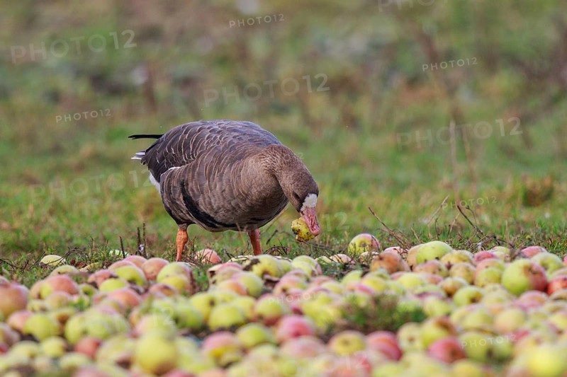 Greater White-fronted Goose (Anser albifrons) feeding on apples, North Rhine-Westphalia, Germany