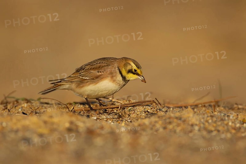 Shore lark or Horned lark (Eremophila alpestris) adult bird feeding on a beach, Suffolk, England, United Kingdom