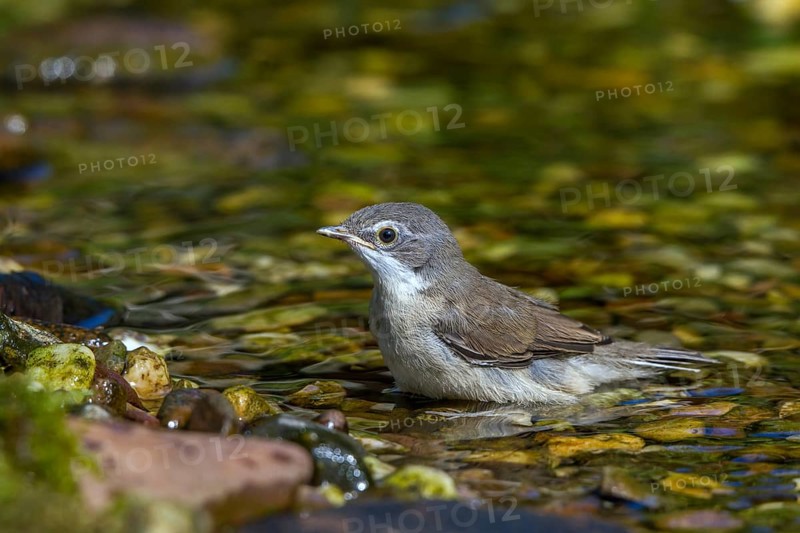 Klappergrasmuecke Jungvogel badet