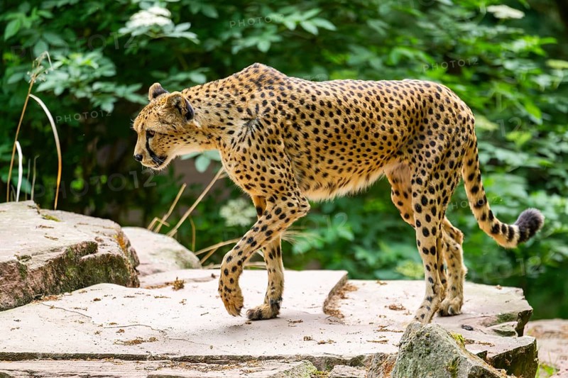 Cheetah (Acinonyx jubatus) walking around on the ground, Germany