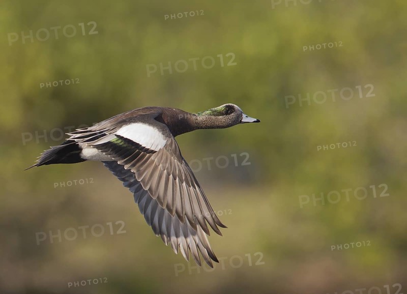 American Wigeon (Mareca americana) male flying, Florida, USA