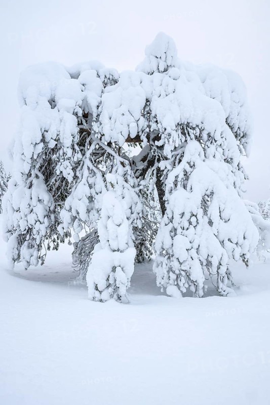 Deep snow-covered pine, Idre Fjäll, Dalarna, Sweden, January 2026