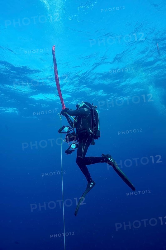Scuba diver ascending with safety buoy in the blue ocean, dive site wreck Le Vapeur, Giens peninsula, Provence Alpes Côte d'Azur, France
