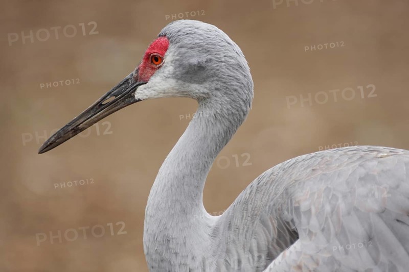 Whooping crane (Grus americana) in Homosassa, Florida, USA, captive