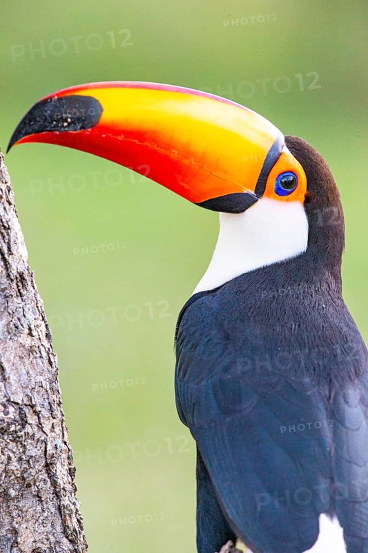 Giant toucan (Ramphastos toco) Pantanal Brazil
