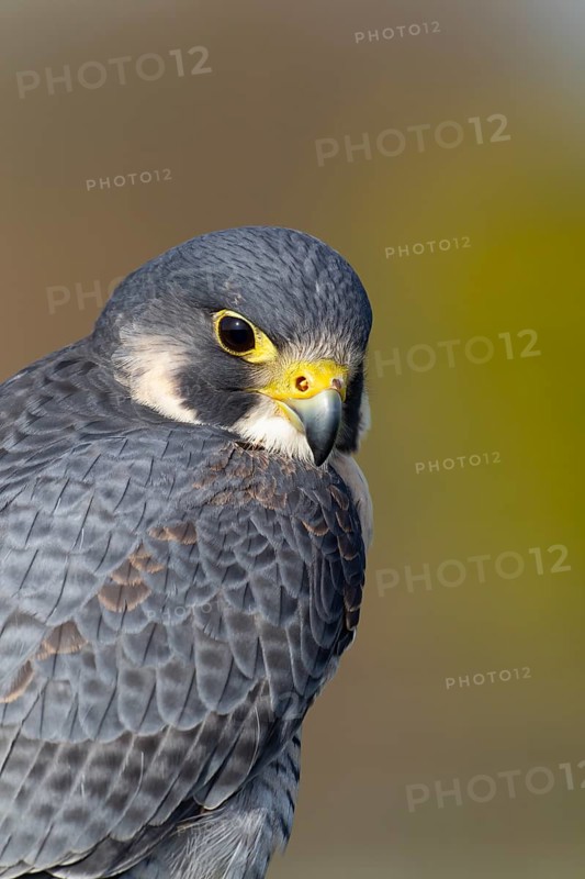 Peregrine falcon (Falco peregrinus) adult bird of prey head portrait, Scotland, United Kingdom