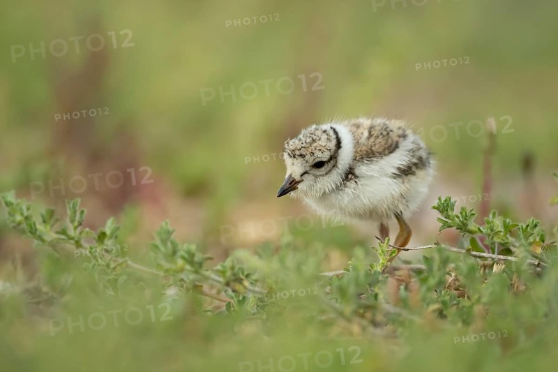 Ringed plover (Charadrius hiaticula) juvenile baby chick wading bird on a beach, Suffolk, England, United Kingdom