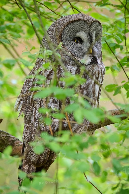 Barred owl (Strix nebulosa), sitting on a branch, surrounded by green foliage and natural background, observing its surroundings, summer