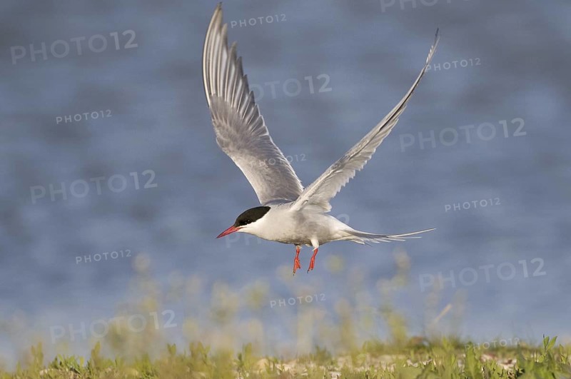 Common Tern (Sterna hirundo) flying, Texel, Netherlands