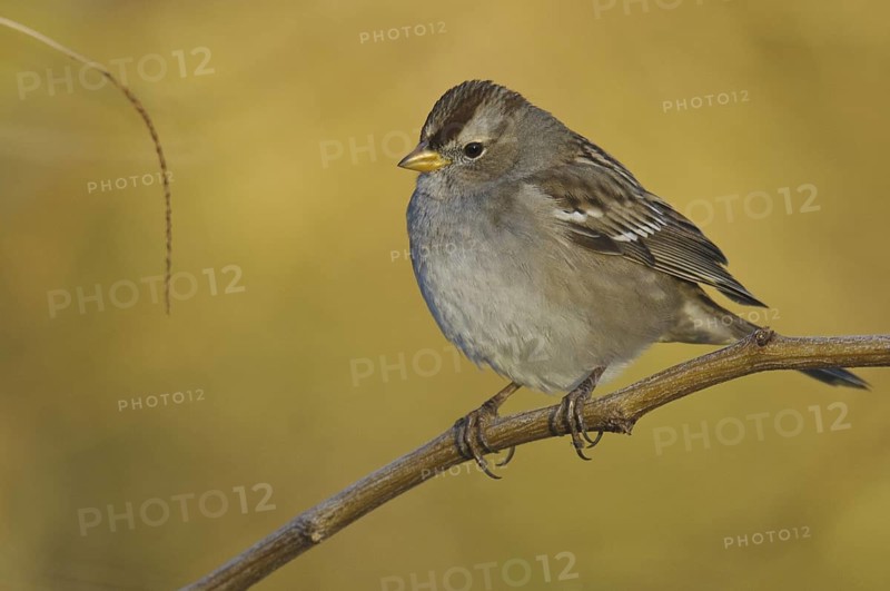 White-crowned Sparrow (Zonotrichia leucophrys), Arizona, USA