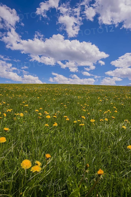 Flowering dandelion meadow (Taraxacum), natural landscape near Füssen, Ostallgäu, Bavaria, Germany