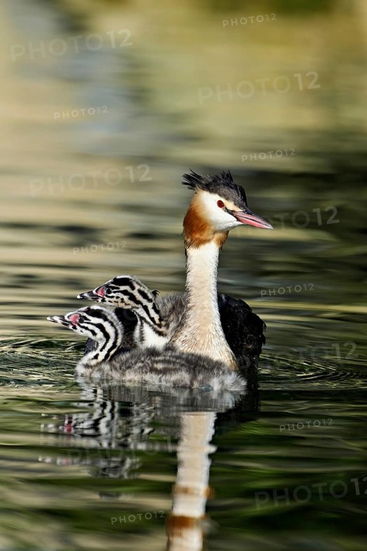 Great Crested Grebe (Podiceps Scalloped ribbonfish), with two chicks in plumage swimming in the water, Lake Zug, Canton Zug, Switzerland