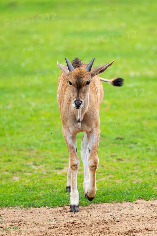Common eland (Taurotragus oryx) youngster on a meadow, Bavaria, Germany