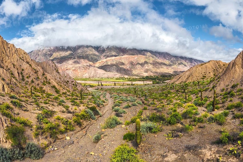 Scenic view of cacti scattered across the desert landscape of Los Cardones National Park in Argentina, with mountains in the background under a vast, cloudy sky