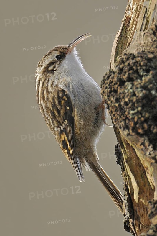 Short-toed Treecreeper (Certhia brachydactyla), North Rhine-Westphalia, Germany