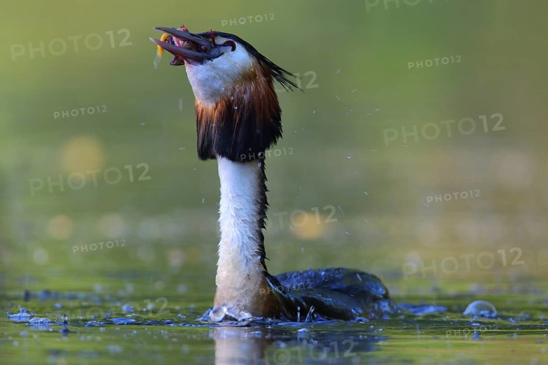 Great Crested Grebe (Podiceps cristatus) feeding on a crawfish, North Rhine-Westphalia, Germany