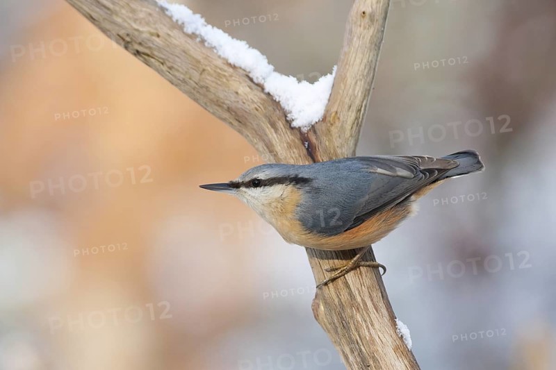 Eurasian Nuthatch (Sitta europaea), Baden-Wuerttemberg, Germany