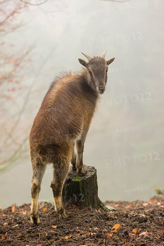 A female Himalayan Tahr (Hemitragus jemlahicus) stands in the forest on a foggy day