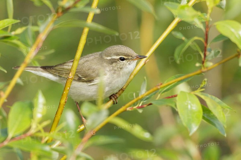 Arctic Warbler (Phylloscopus borealis), Finnmark, Norway