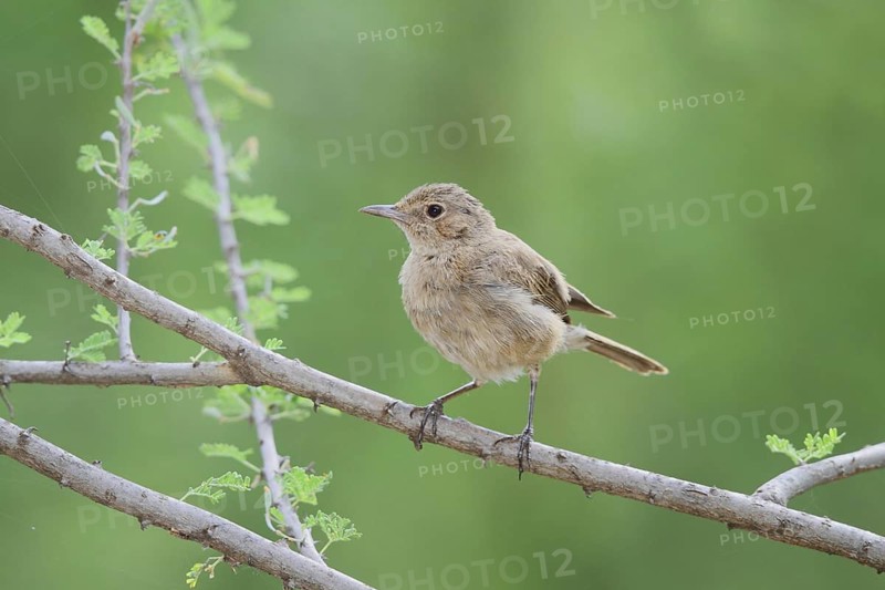 Brown-tailed Rock Chat (Oenanthe scotocerca), Lake Baringo, Kenya