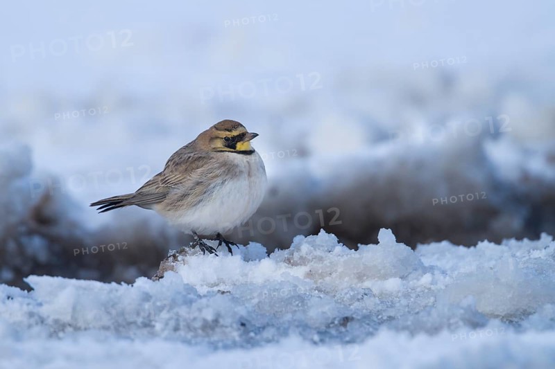 Atlas Horned Lark - Atlas-Ohrenlerche - Eremophila alpestris atlas, Morocco