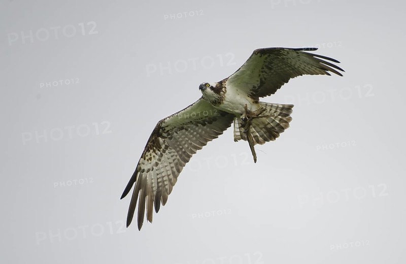 Western Osprey (Pandion haliaetus) flying, Mecklenburg-Western Pomerania, Germany