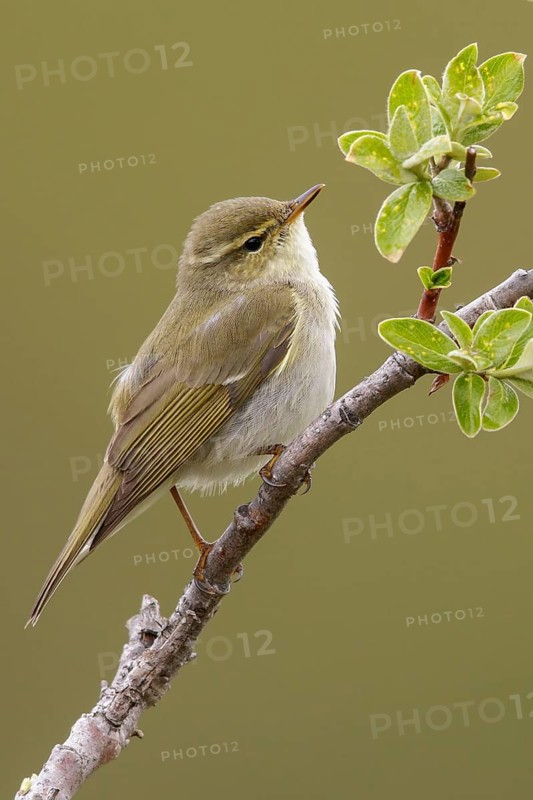 Arctic warbler (Phylloscopus borealis) perched on a branch in Nome, Alaska