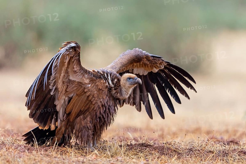 Griffon vulture, (Gyps fulvus), animals, birds, vultures, alworld vulture, hawk family, Sierra de San Pedro, Herreruela, Extremadura, Spain