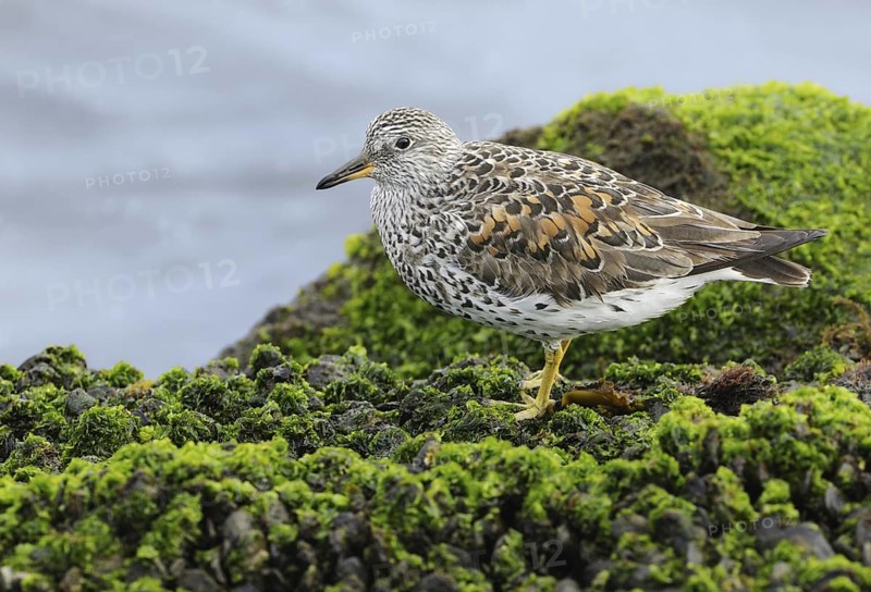 Surfbird (Calidris virgata), California, USA