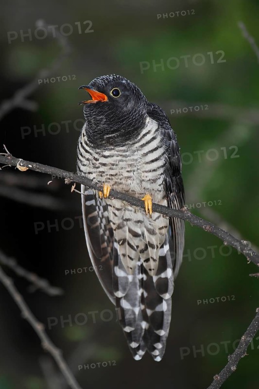 Red-chested Cuckoo (Cuculus solitarius) juvenile calling, Lake Baringo, Kenya
