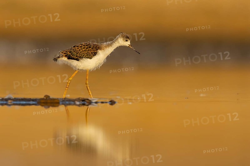 Black-winged Stilt (Himantopus himantopus) juvenile foraging, North Rhine-Westphalia, Germany