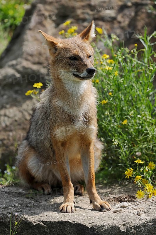 Golden jackal (Canis aureus), captive, occurring in Asia and Europe