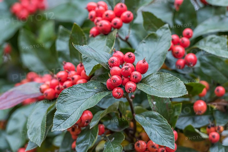Applethorn (Crataegus × lavalleei 'Carrierei'), University of Leipzig, Germany