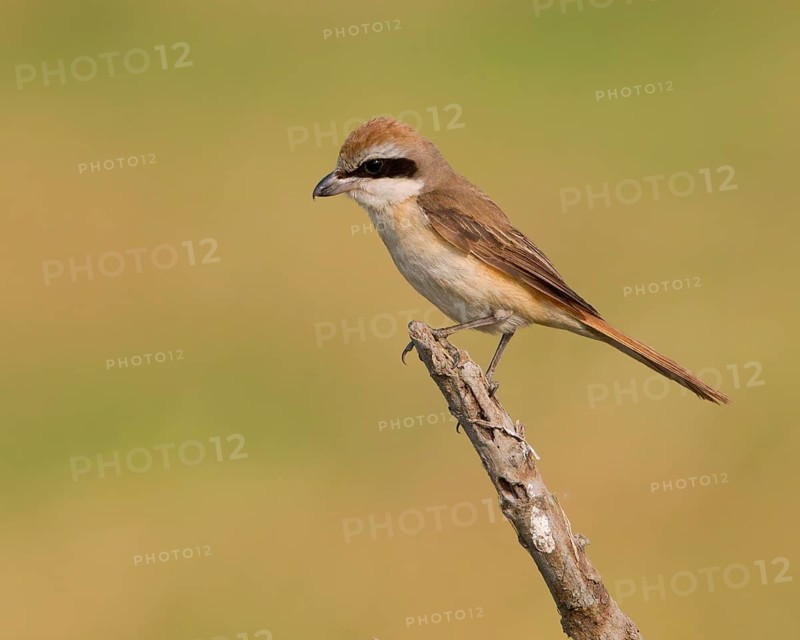 Brown Shrike (Lanius cristatus) male perched on dry branch, Phetchaburi, Thailand