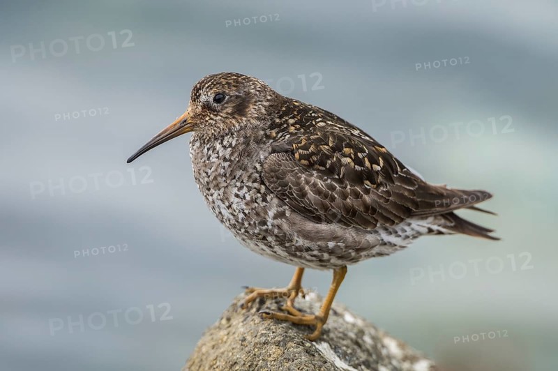 Purple Sandpiper (Calidris maritima), Iceland