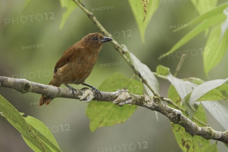 White-lined Tanager (Tachyphonus rufus) female, Ecuador