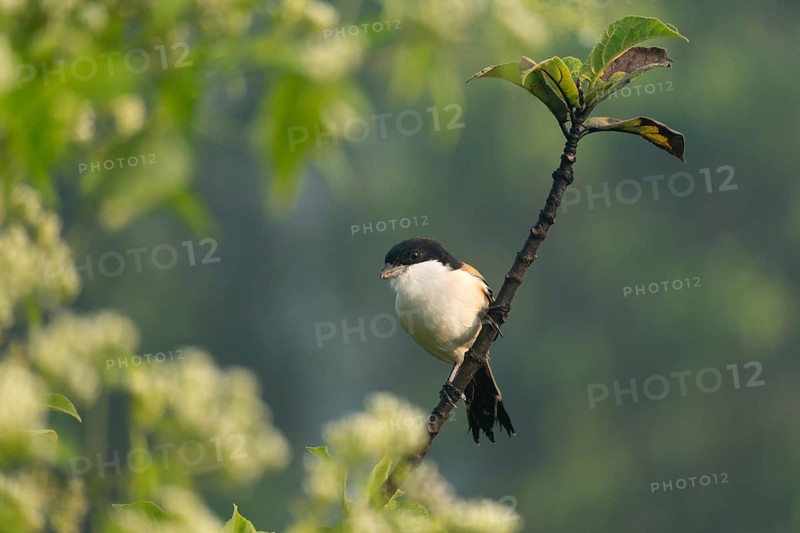 A long-tailed shrike or rufous-backed shrike (Lanius schach) sits on a tree branch, Sreepur, Gazipur, Bangladesh