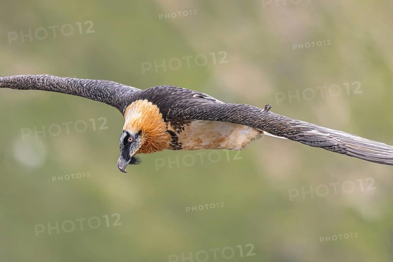 Bearded Vulture (Gypaetus barbatus) flying, Italy