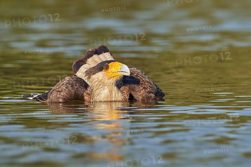 Southern Crested Caracara (Caracara plancus) bathing, Brazil