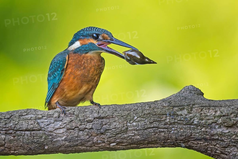 Common Kingfisher (Alcedo atthis) male perched on a branch with a snail in its beak, Saxony-Anhalt, Germany