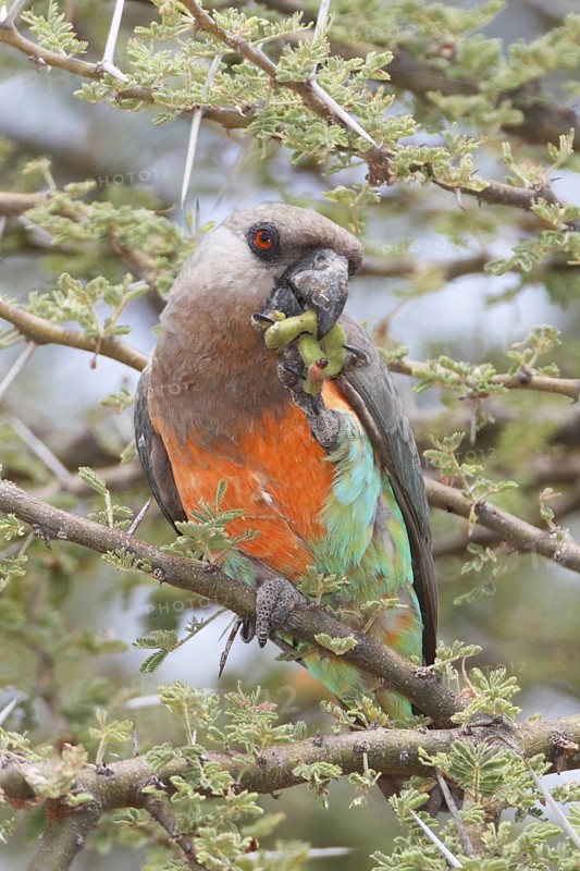 Red-bellied Parrot (Poicephalus rufiventris) male, Samburu, Kenya