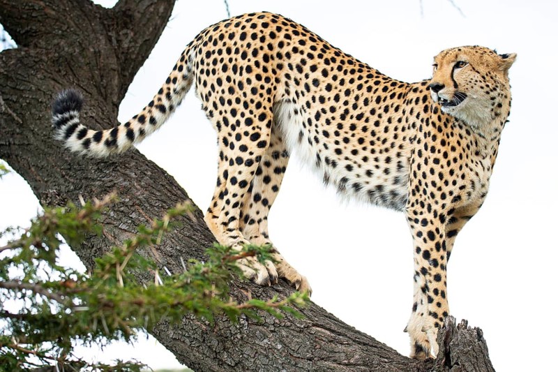 A cheetah carefully positions itself on the branches of a sturdy tree, demonstrating incredible agility and balance in a lush savannah setting